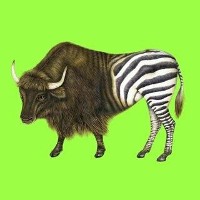 #10 - Yabra - Yabra Yabra - Yabra